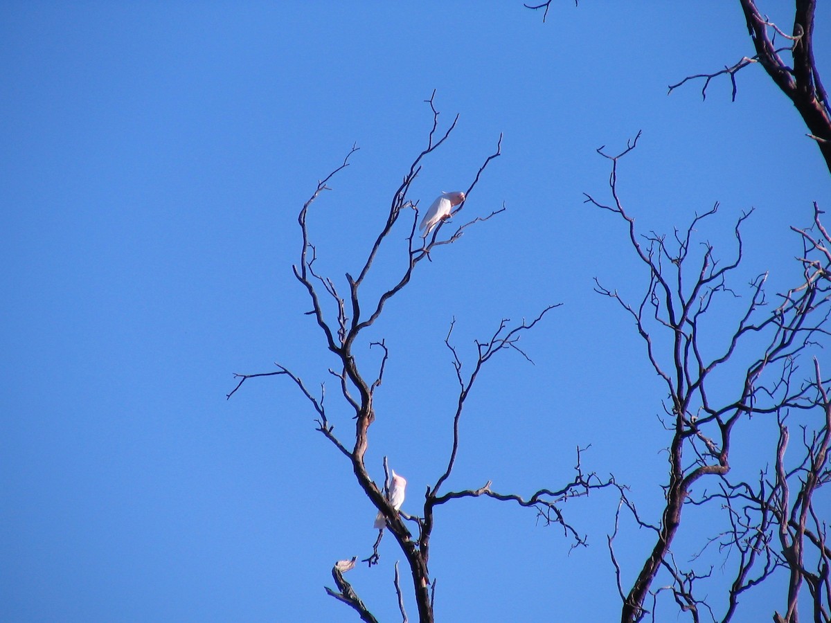 Pink Cockatoo - Bruce Roubin