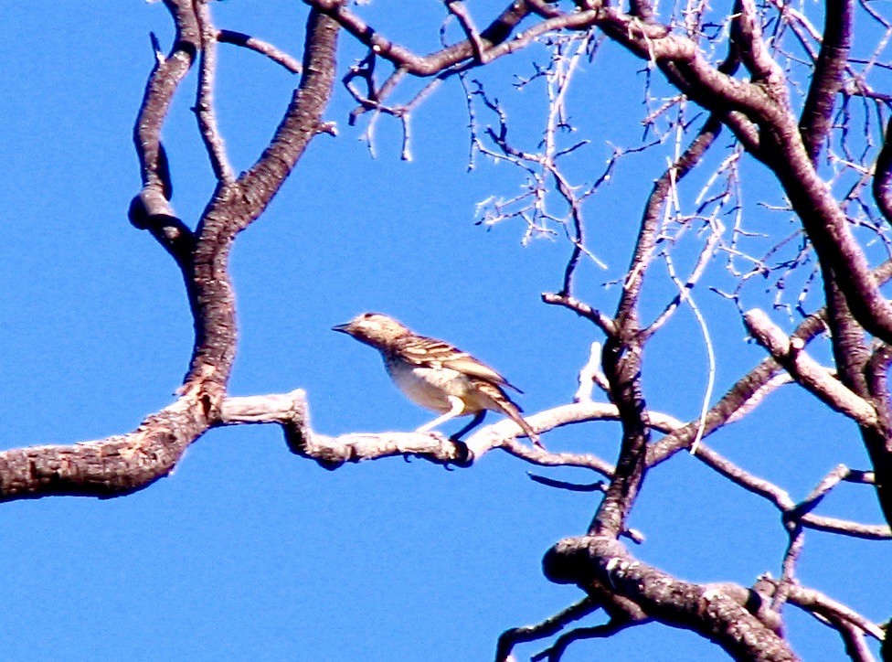 Spotted Bowerbird - Bruce Roubin