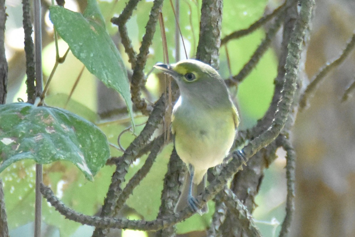 Ak Gözlü Vireo - ML179611401