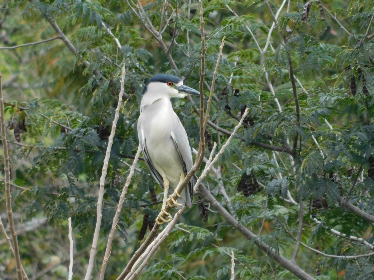 Black-crowned Night Heron - ML179612381