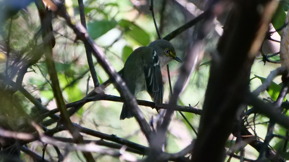 Vireo Ojiblanco - ML179613701