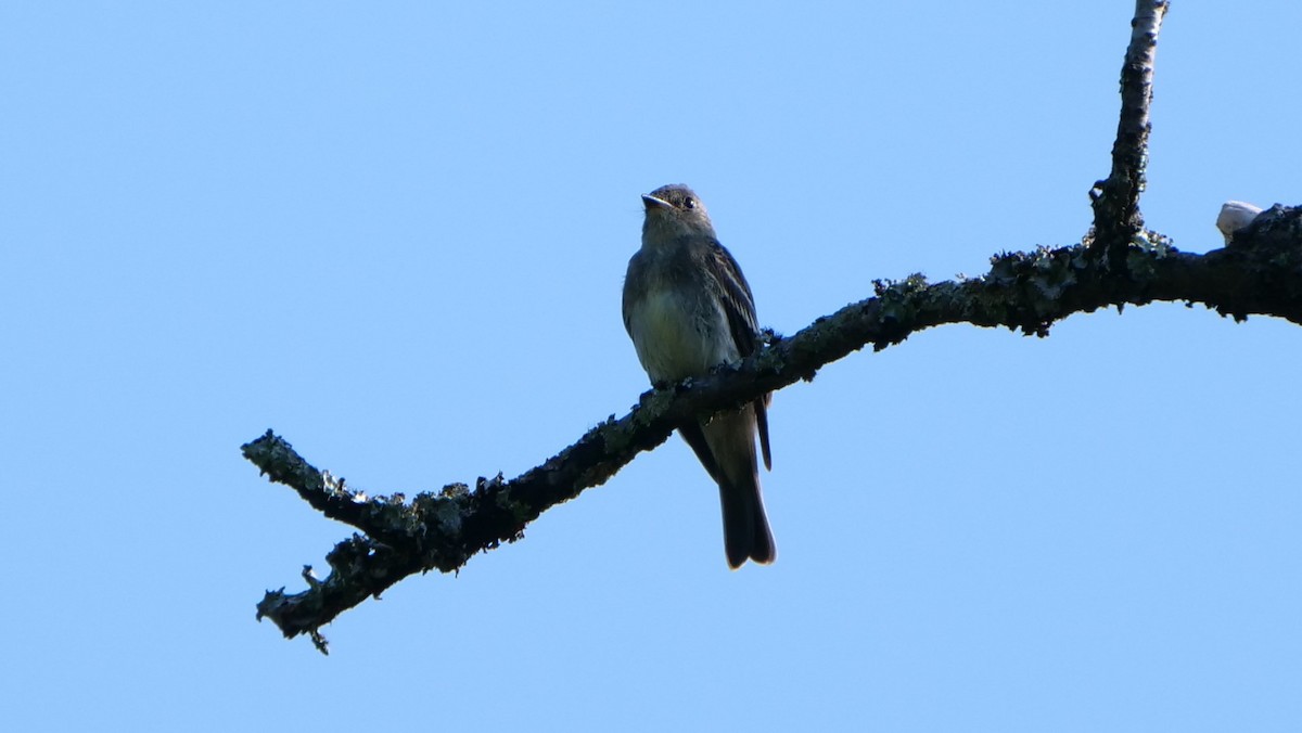 Eastern Wood-Pewee - Mike Grant