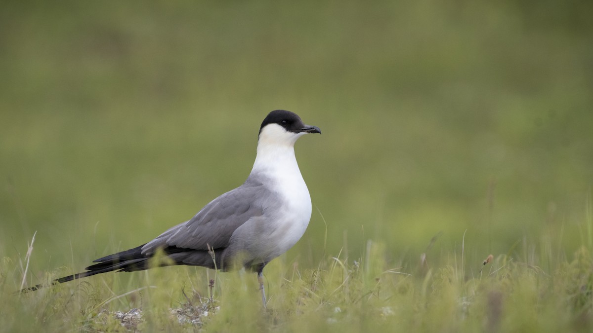 Long-tailed Jaeger - Bryan Calk