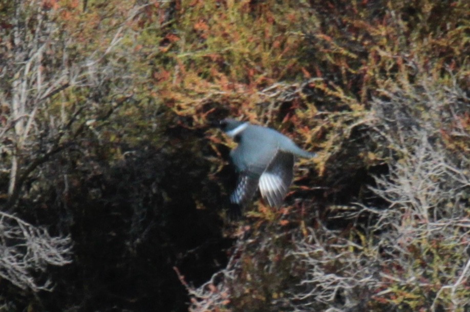 Belted Kingfisher - ML179615281