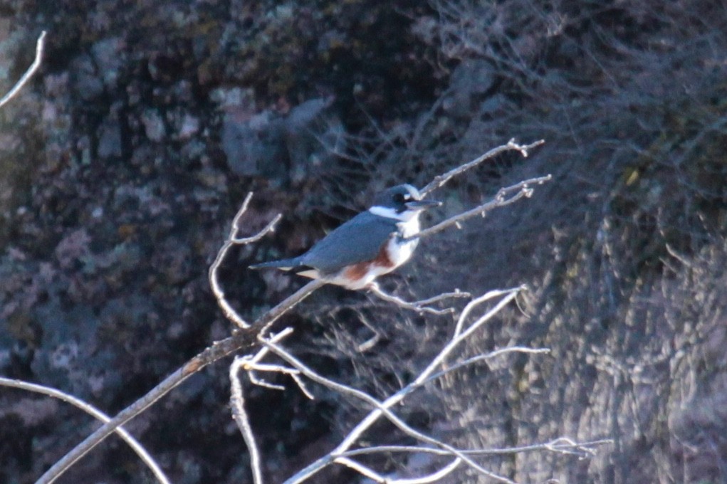 Belted Kingfisher - ML179615321