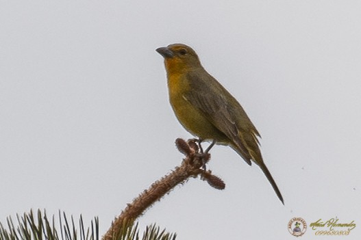 Hepatic Tanager - ML179615491