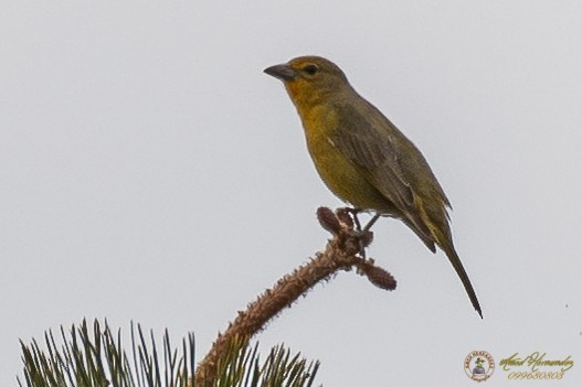 Hepatic Tanager - Amed Hernández