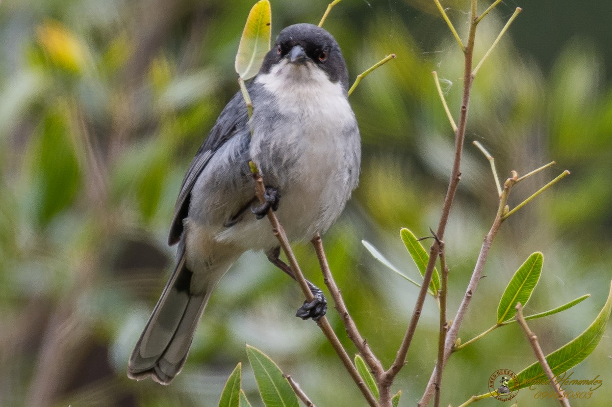 Black-capped Warbling Finch - ML179615581