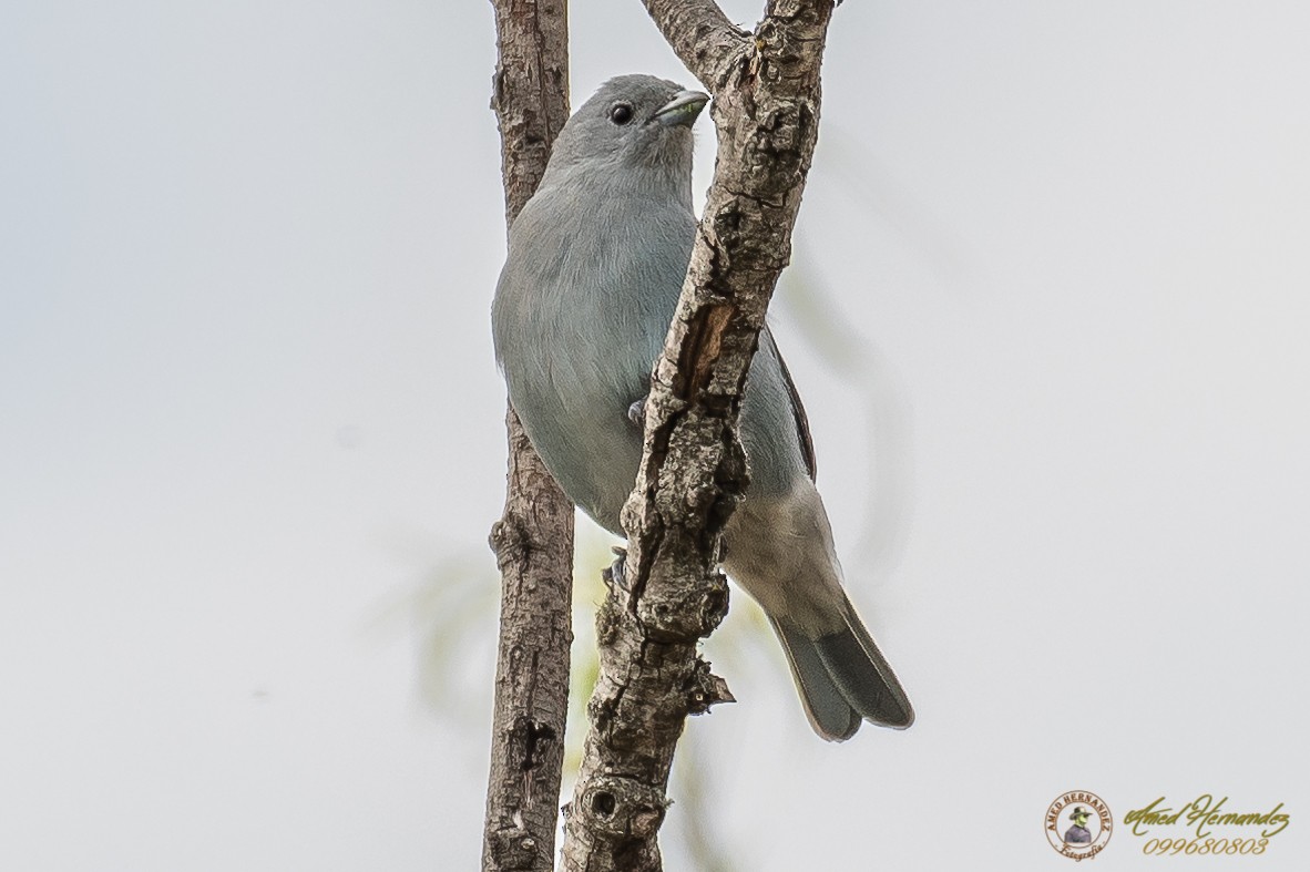 Sayaca Tanager - ML179615631