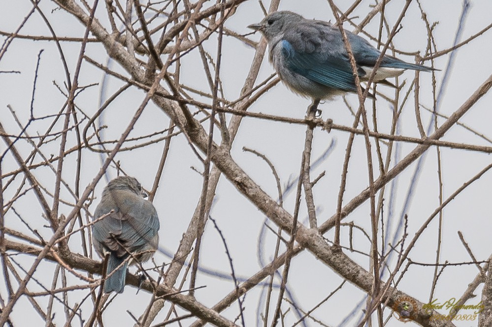 Sayaca Tanager - ML179615641