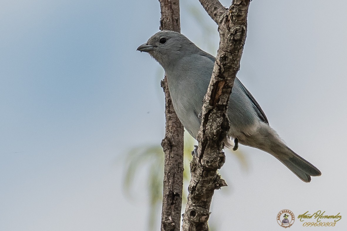 Sayaca Tanager - ML179615651