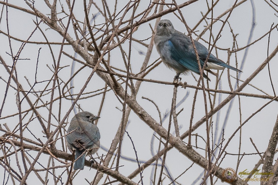 Sayaca Tanager - ML179615671