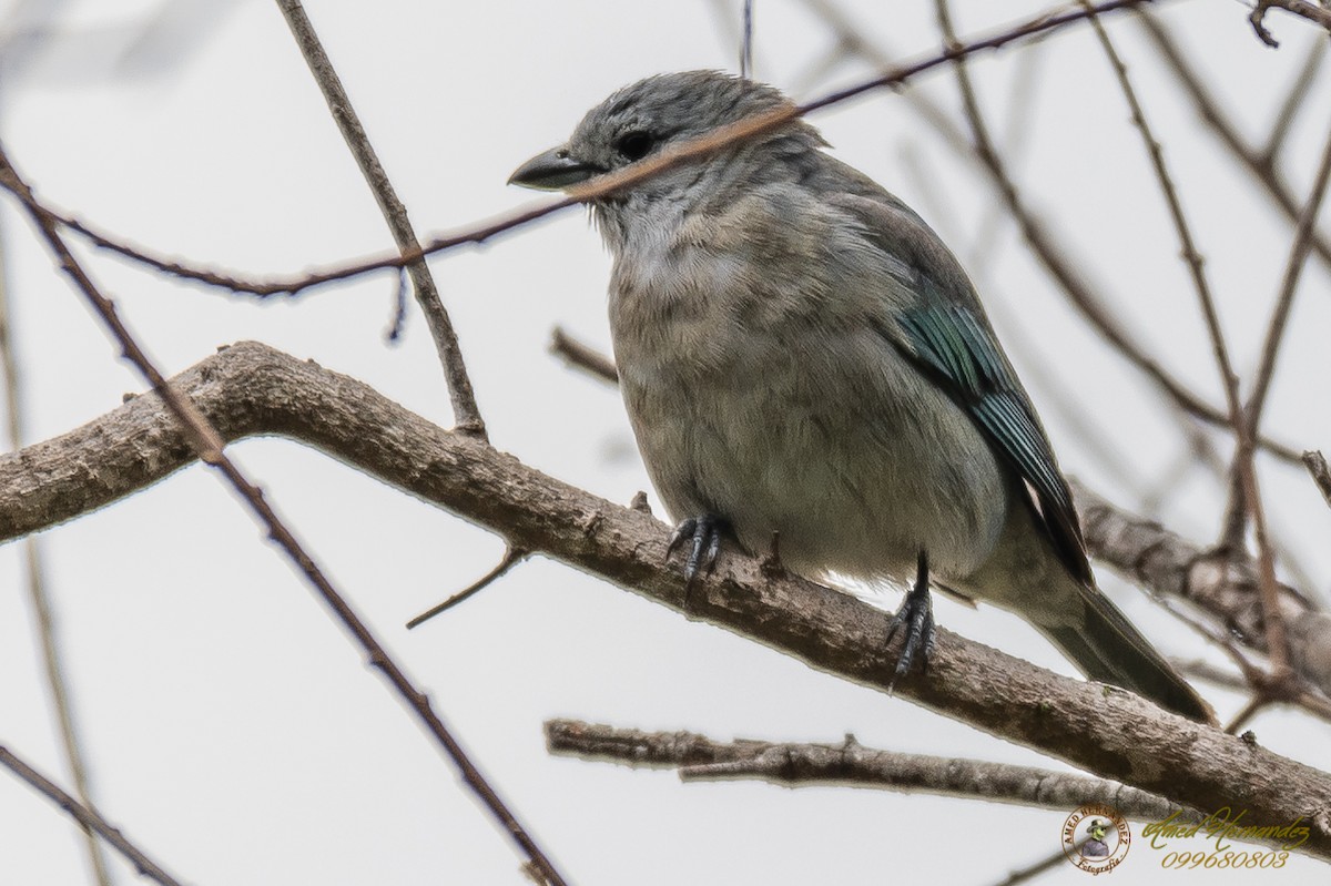 Sayaca Tanager - ML179615681