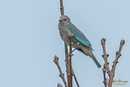 Sayaca Tanager - ML179615711