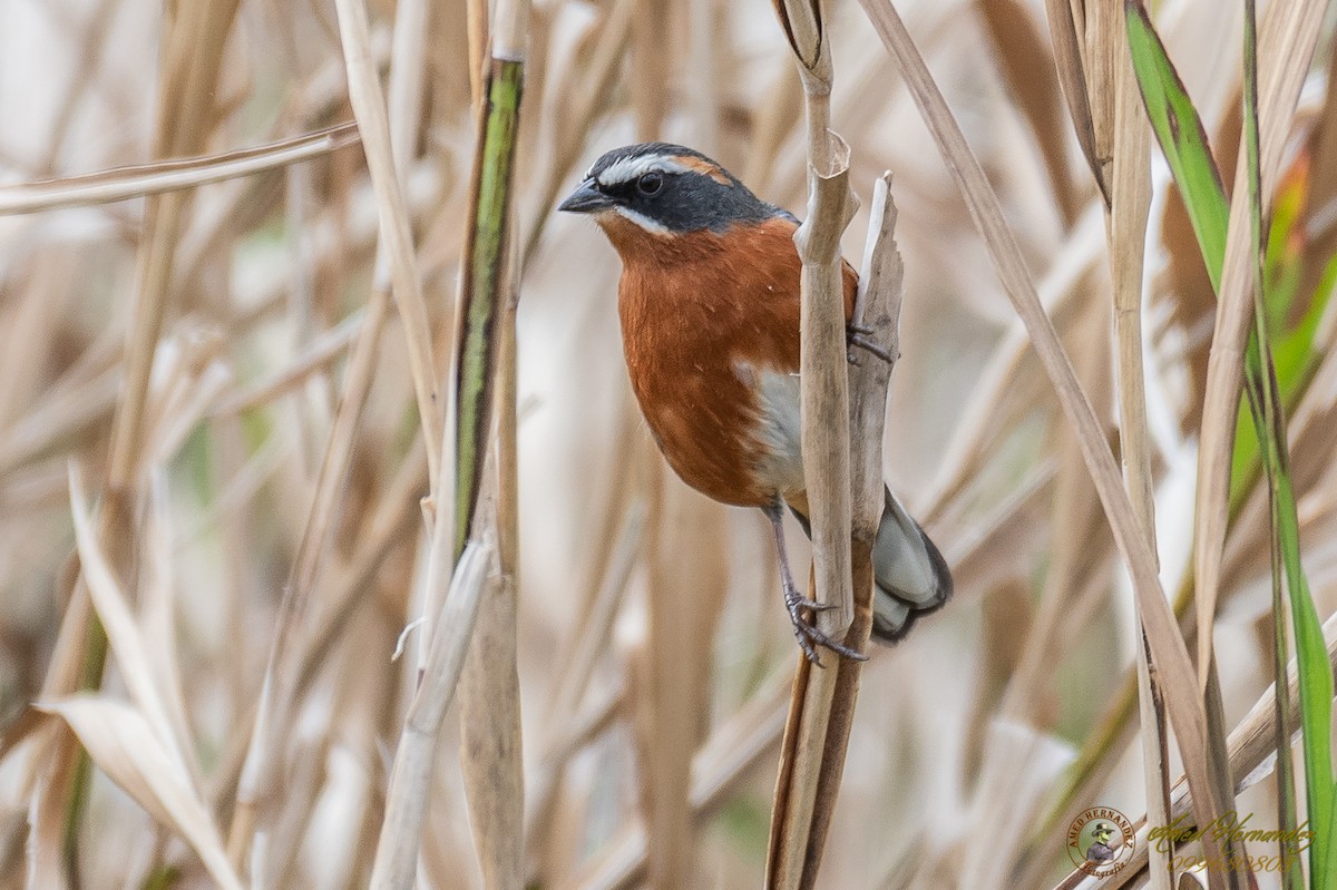 Black-and-rufous Warbling Finch - ML179615851