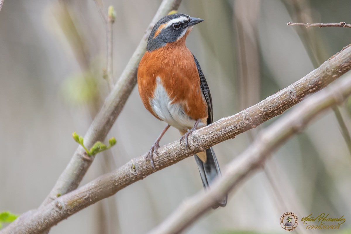 Black-and-rufous Warbling Finch - ML179615951