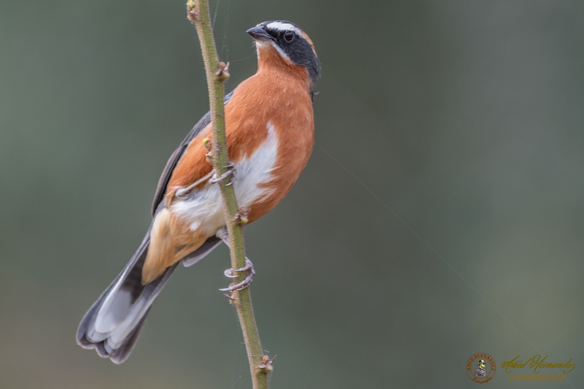 Black-and-rufous Warbling Finch - Amed Hernández