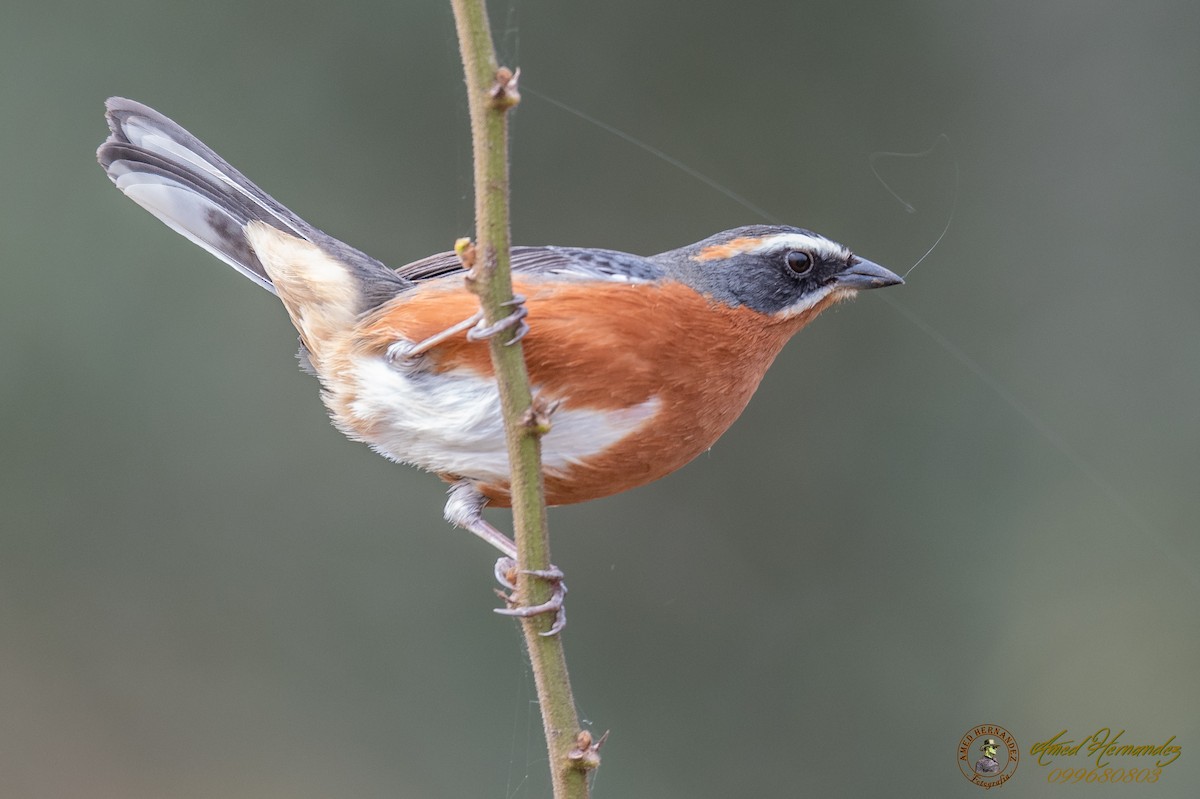 Black-and-rufous Warbling Finch - ML179616091