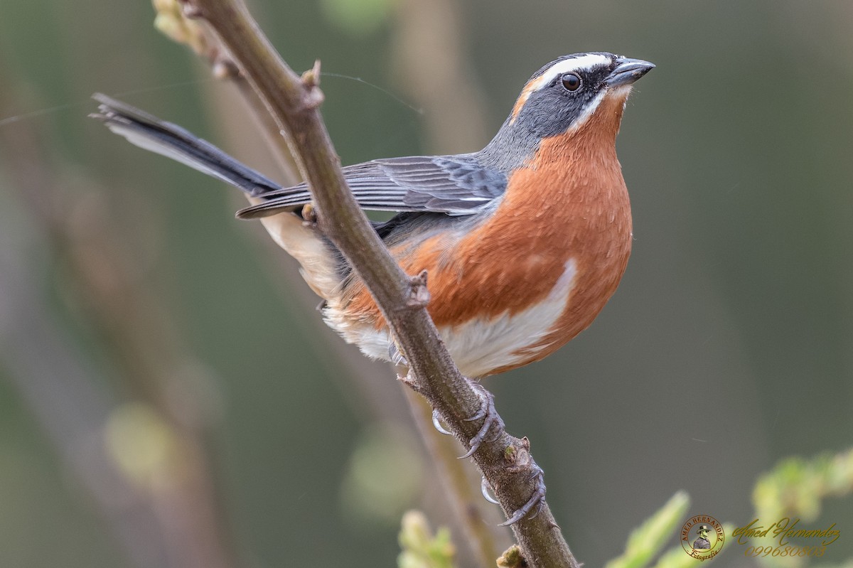 Black-and-rufous Warbling Finch - Amed Hernández