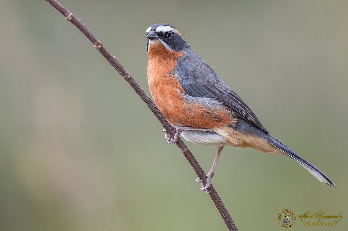 Black-and-rufous Warbling Finch - ML179616141