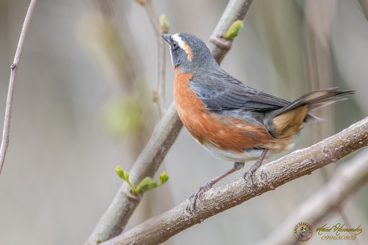 Black-and-rufous Warbling Finch - ML179616151