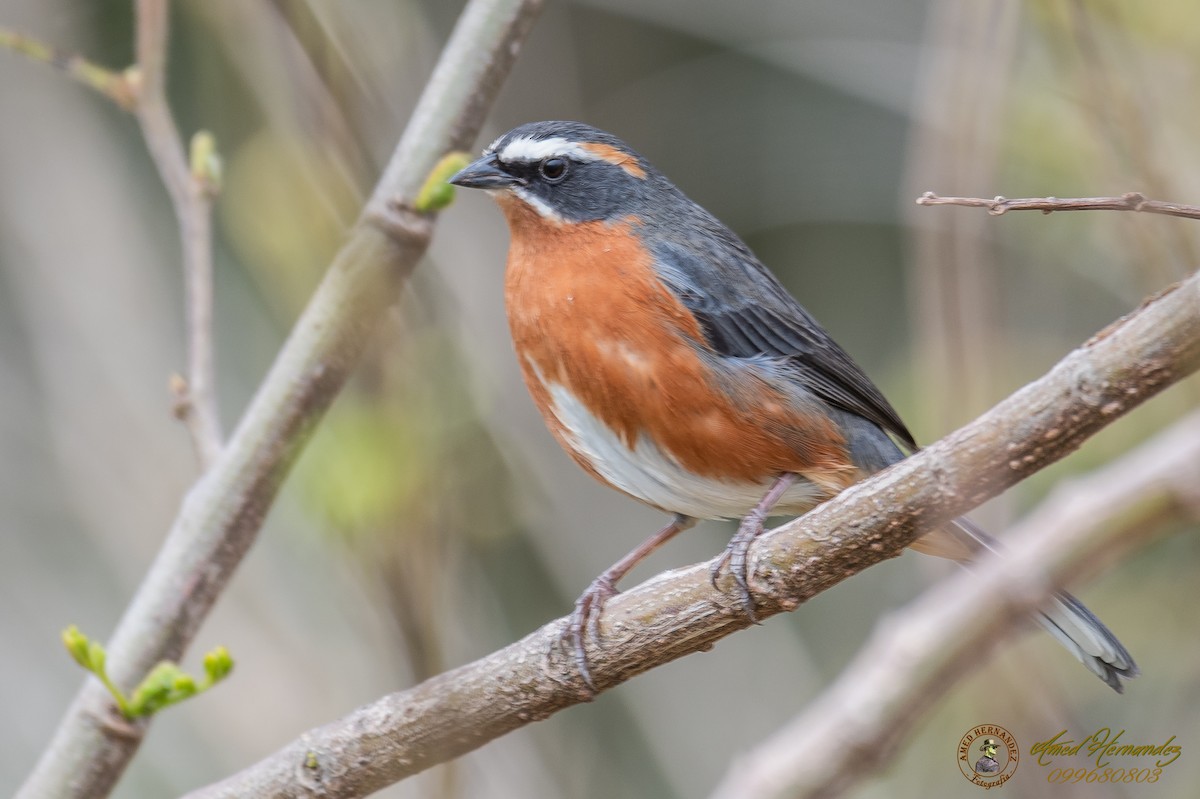 Black-and-rufous Warbling Finch - Amed Hernández