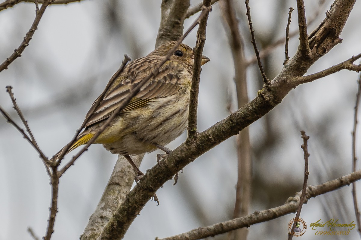 Grassland Yellow-Finch - ML179616531