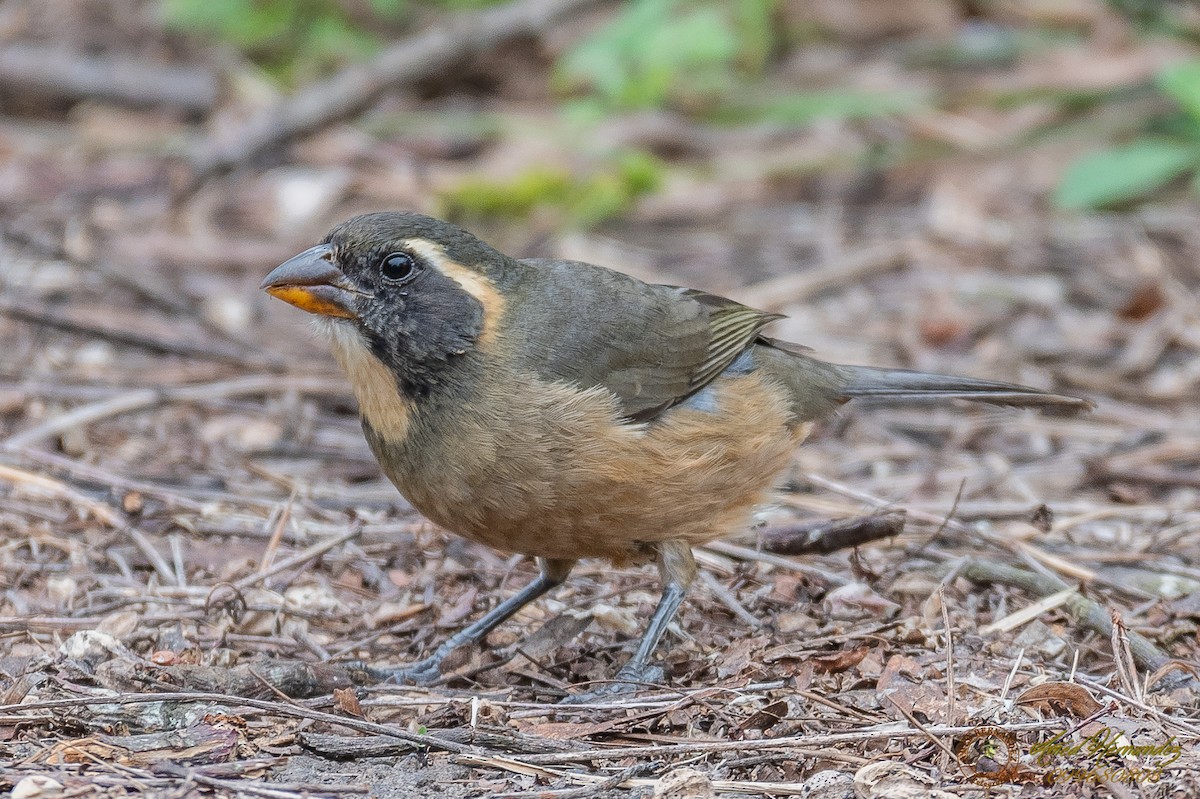 Golden-billed Saltator - ML179616641