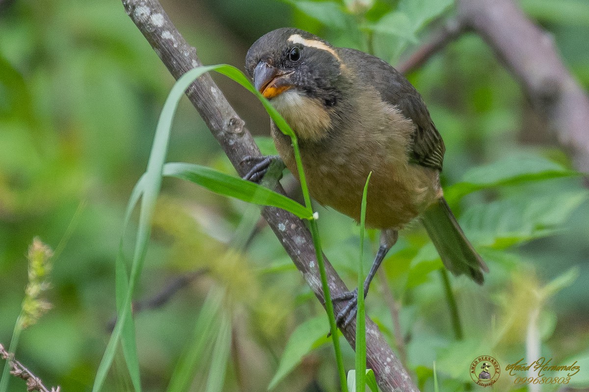 Saltator à bec orange - ML179616651