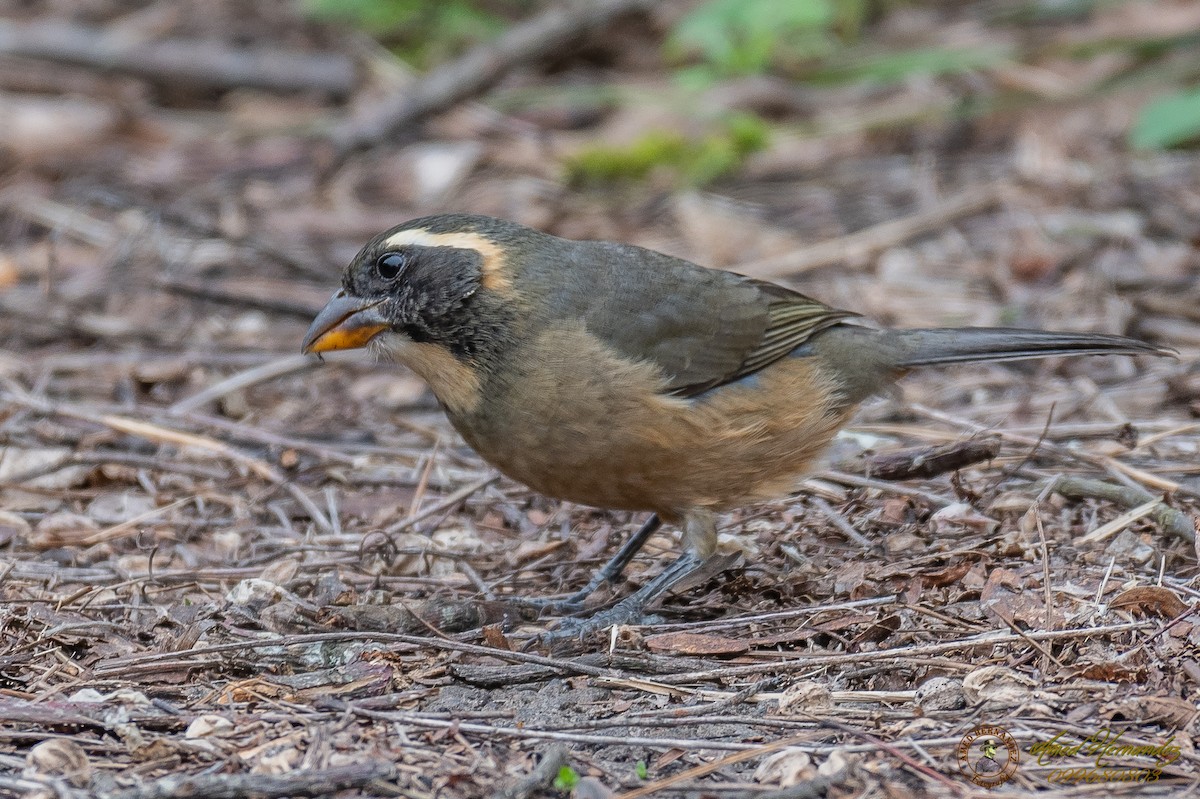 Saltator à bec orange - ML179616661