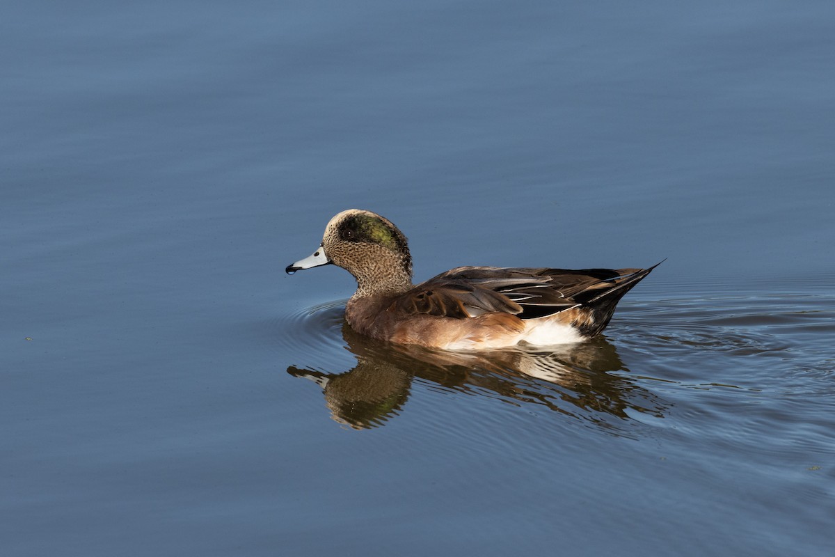 American Wigeon - Barry Rowan