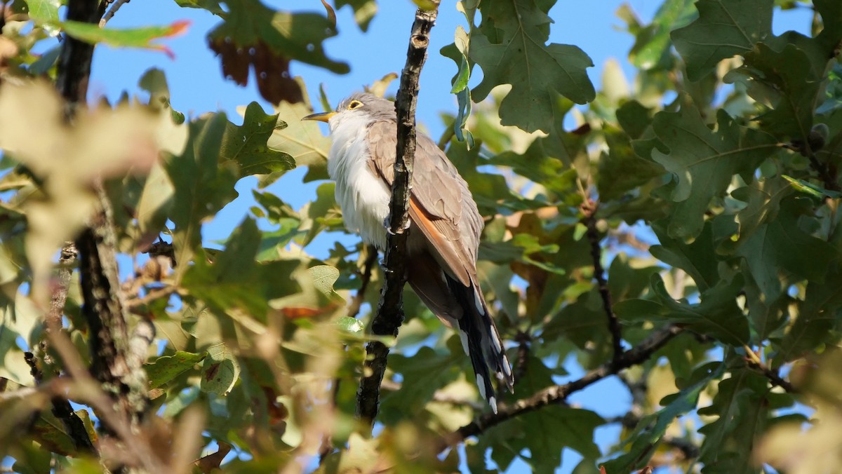 Yellow-billed Cuckoo - Mike Grant