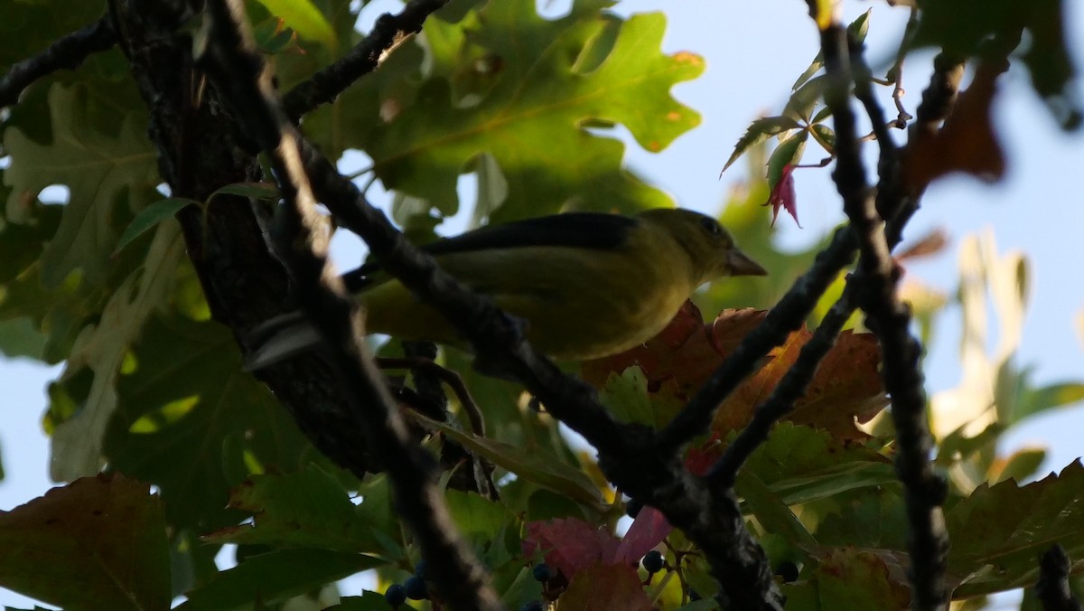 Scarlet Tanager - ML179618471