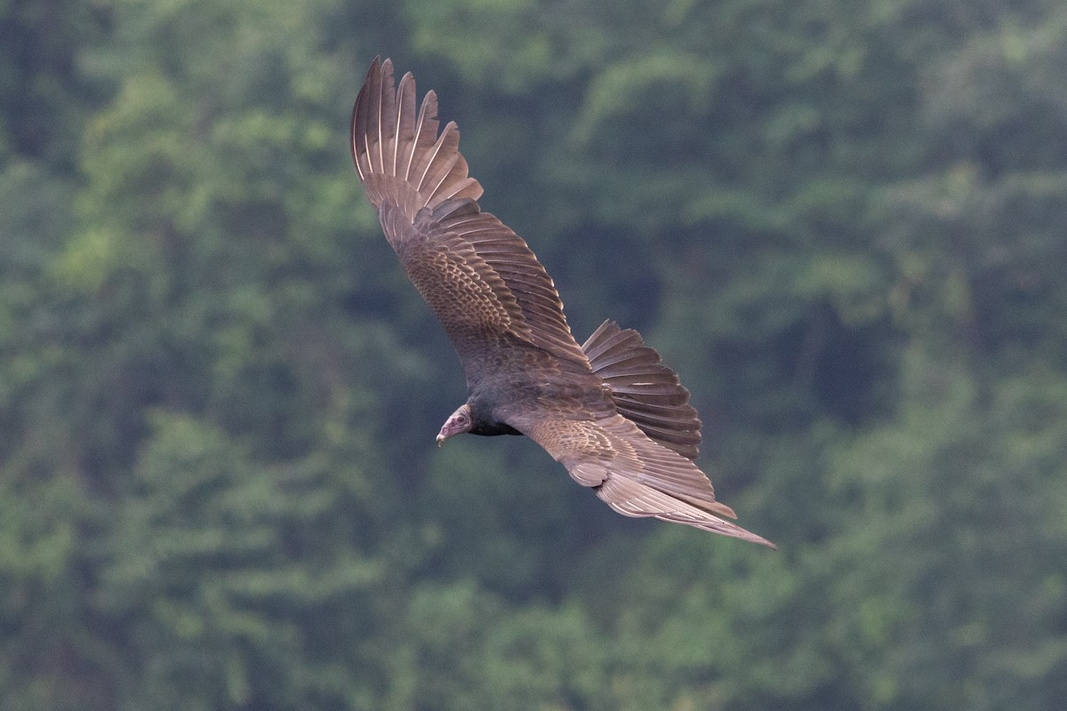Turkey Vulture - Francis Canto Jr