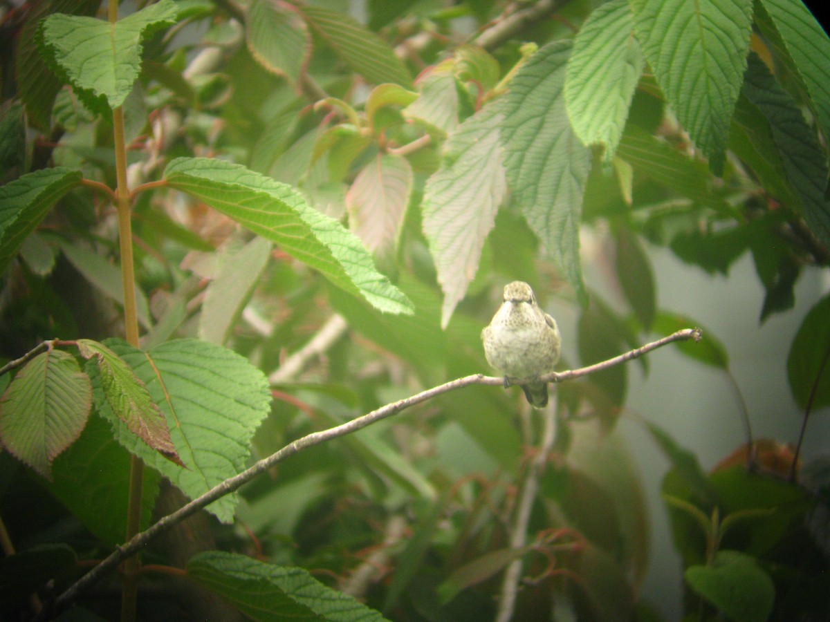 Anna's Hummingbird - ML179619901