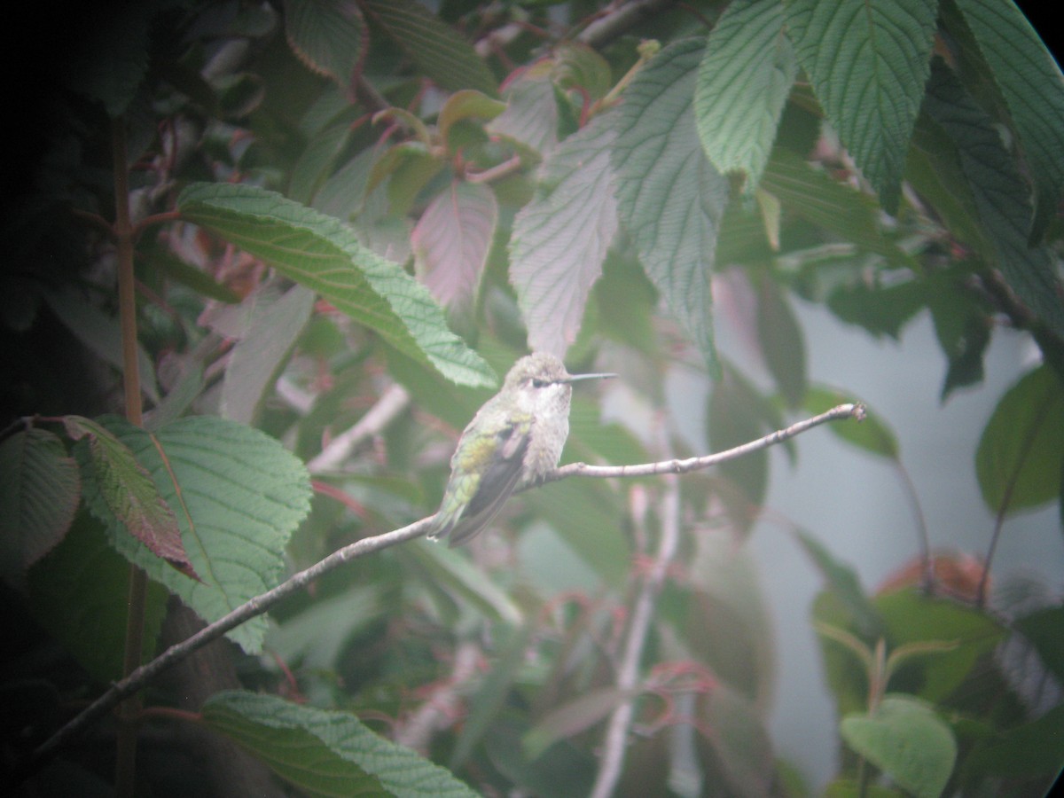 Anna's Hummingbird - ML179619941