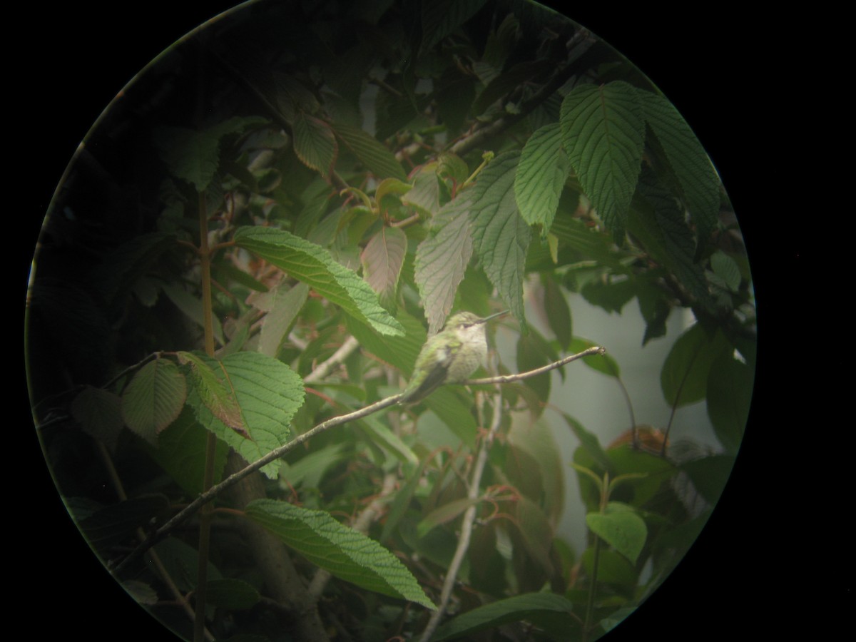 Anna's Hummingbird - ML179619951