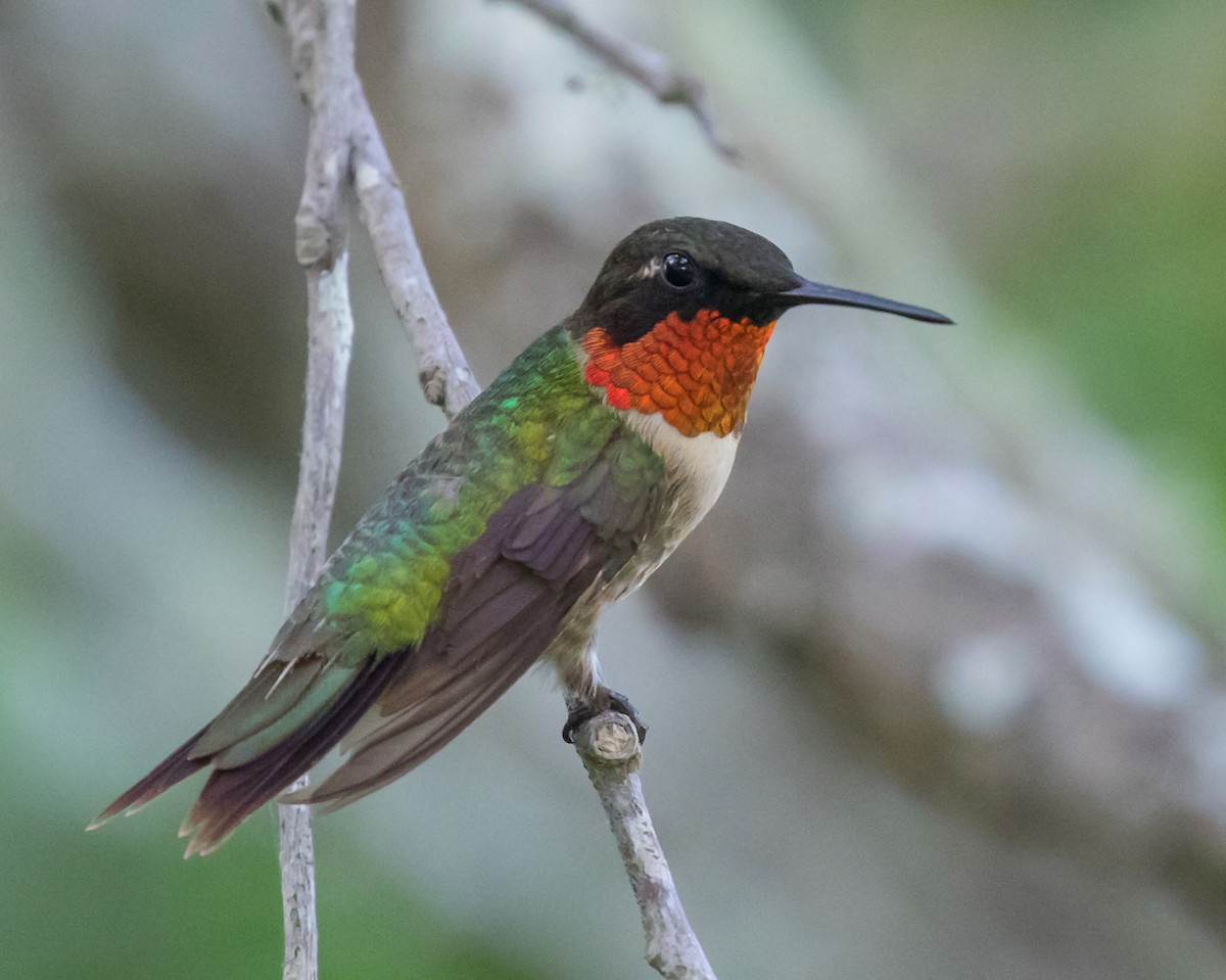 Ruby-throated Hummingbird - Edward Plumer