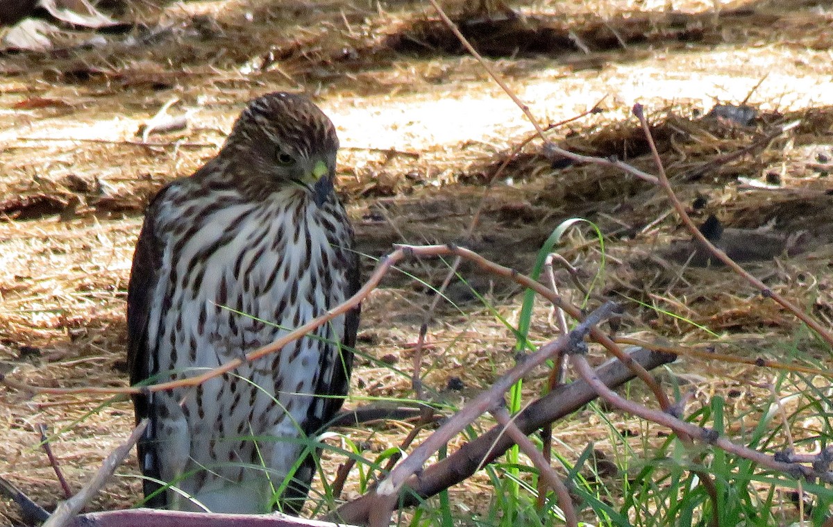 Cooper's Hawk - Ricardo Barrios