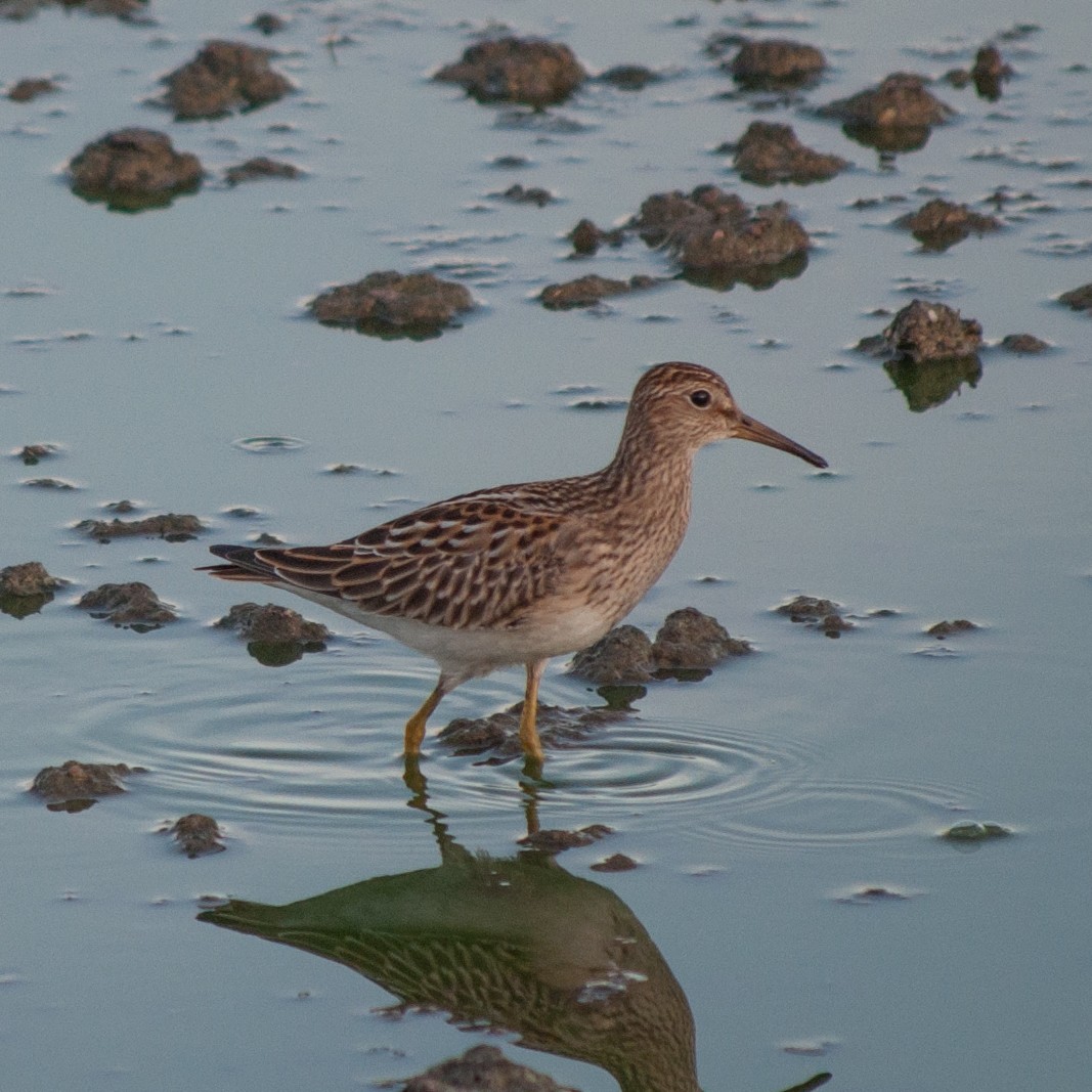 Pectoral Sandpiper - ML179620421