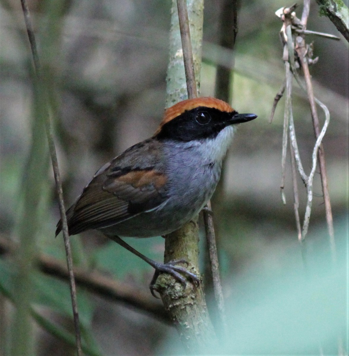 Black-cheeked Gnateater - ML179621351