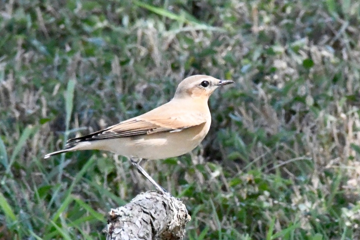 Northern Wheatear - ML179621561