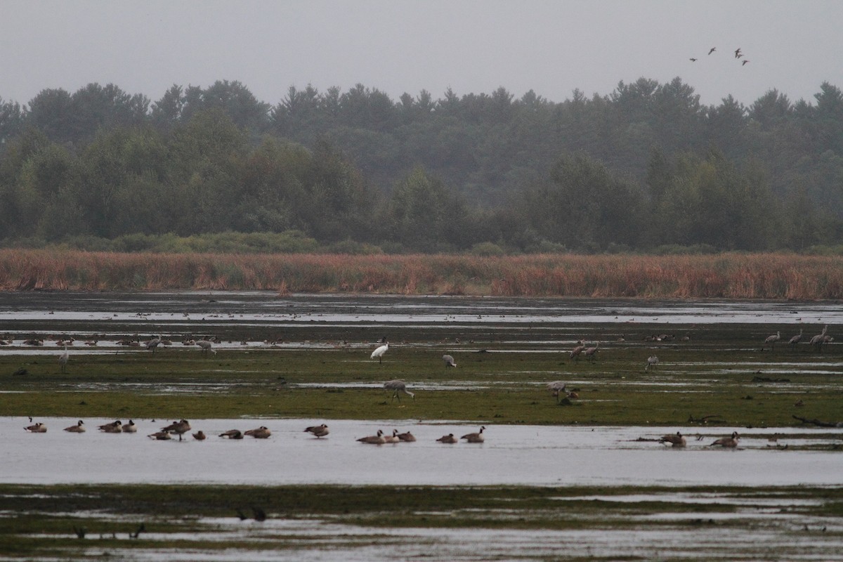 Whooping Crane - ML179622021