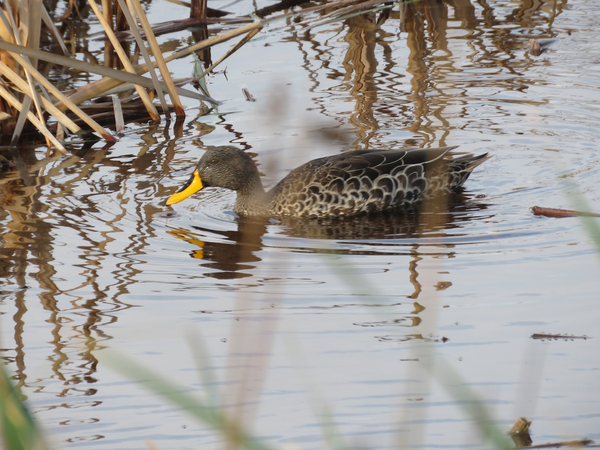 Yellow-billed Duck - ML179623561