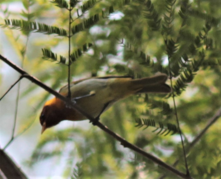 Rufous-headed Tanager - ML179623581