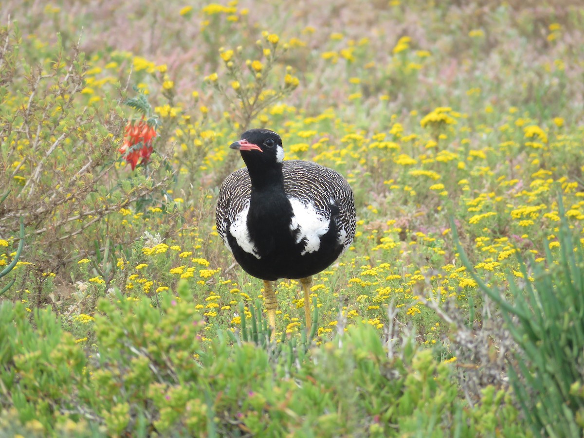 Black Bustard - ML179623811