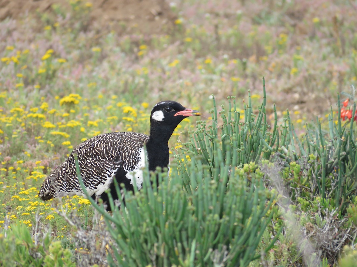 Black Bustard - ML179623831