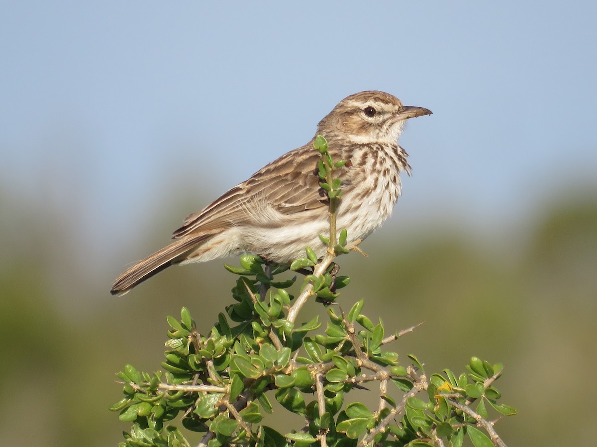 Karoo Lark - Jan Hansen