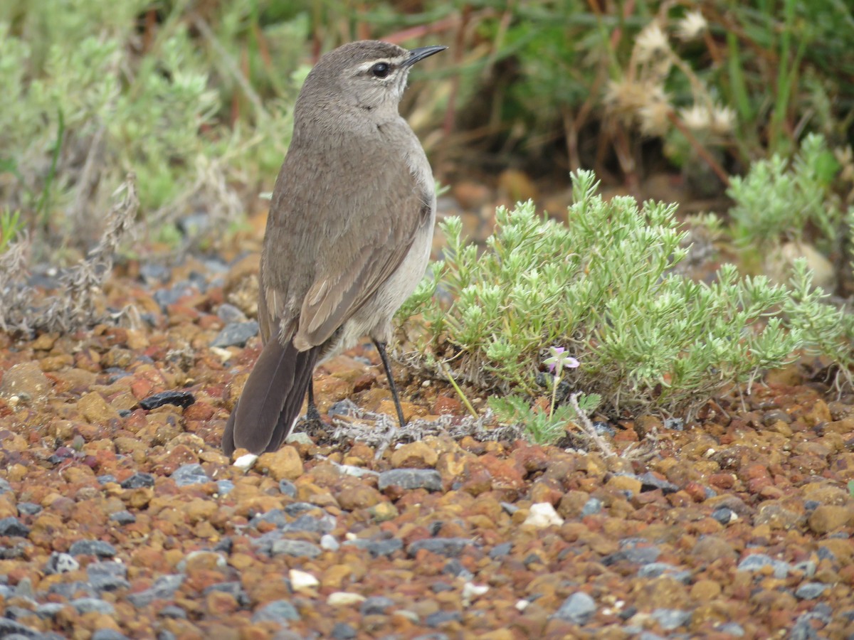 Karoo Scrub-Robin - ML179624081