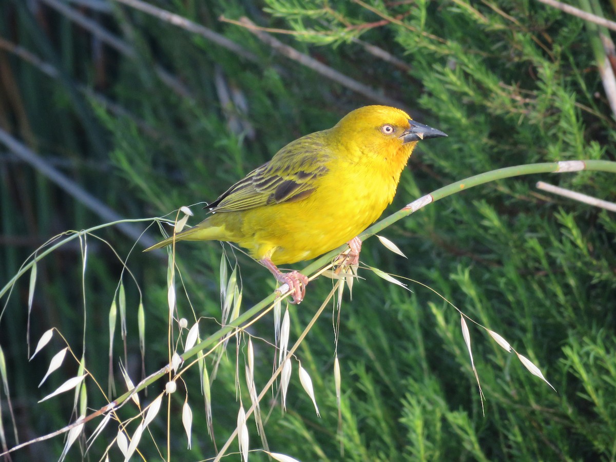 Cape Weaver - ML179624141